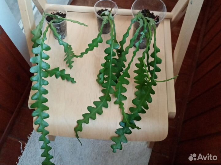 Эпифилум Ангулигер/Бромелиевые/Катопсис