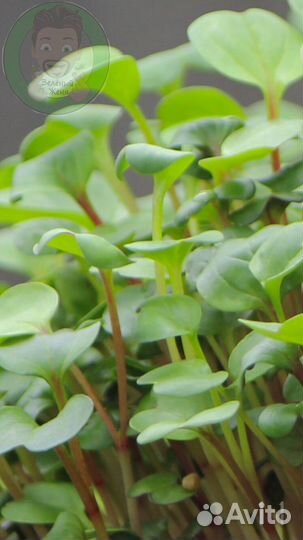 Семена для микрозелени Редис Чайна Роуз