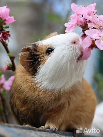 Контейнер-переноска для грызунов Aladino, Italy