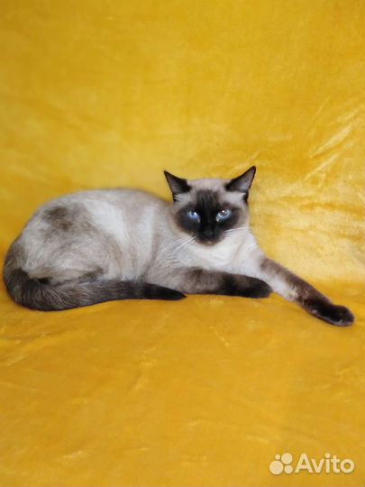 Тайская кошка