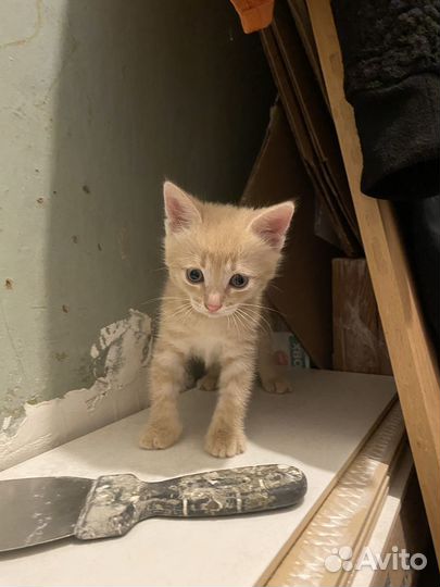 Котенок