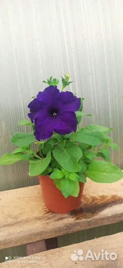 Петуния суперкаскадная синяя F1