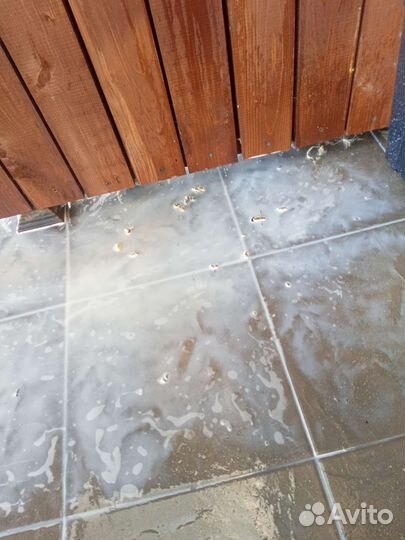 Уничтожение ульев ос и ульев шершней