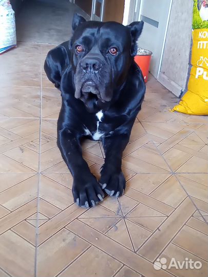 Корма для животных