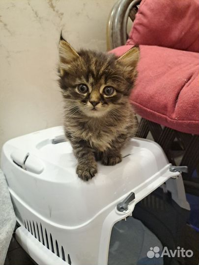Котёнок ищет дом
