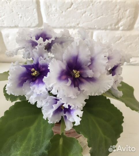 Фиалки: детки