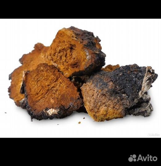 Продаю чагу