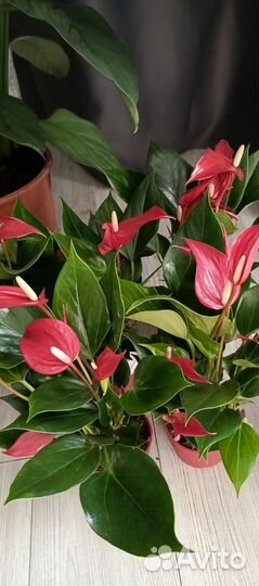 Антуриум, Стрелиция Регина седум