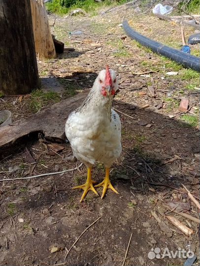 Молодые петухи 3 мес