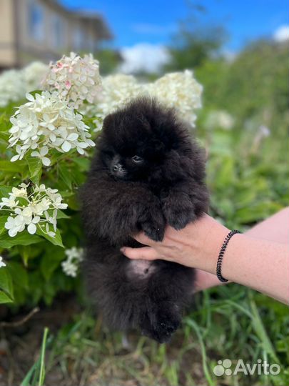 Померанский шпиц мини