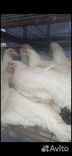 Куры Несушки