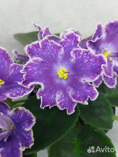 Фиалки сортовые