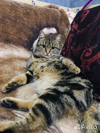 Шотландский котёнок