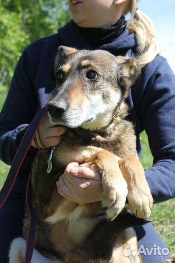 Магда-дружелюбная, семейная собаченька ищет дом