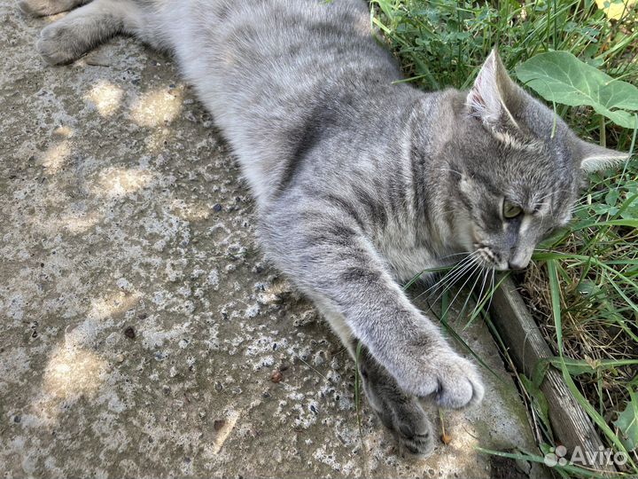 Кот в добрые руки