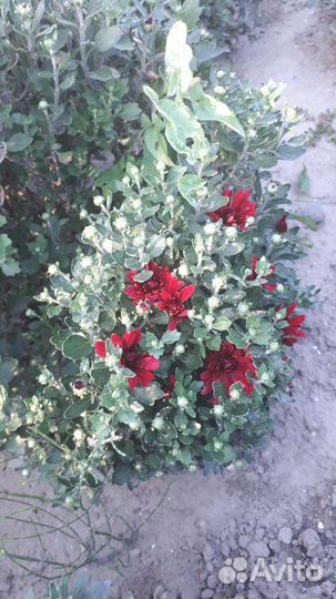 Хризантема мультифлора