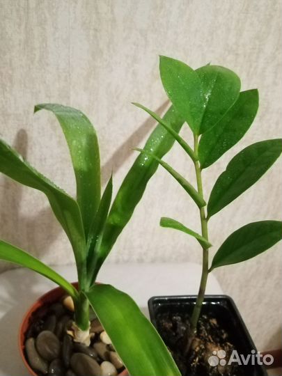 Юкка слоновая, замиокулькас