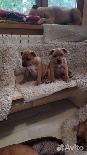 Английский стафбультерьер