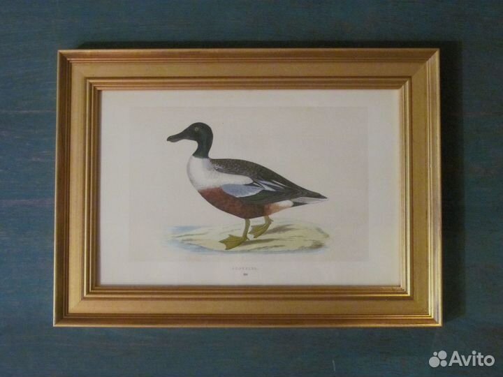 Старинные гравюры в деревянных рамах Утки и гуси