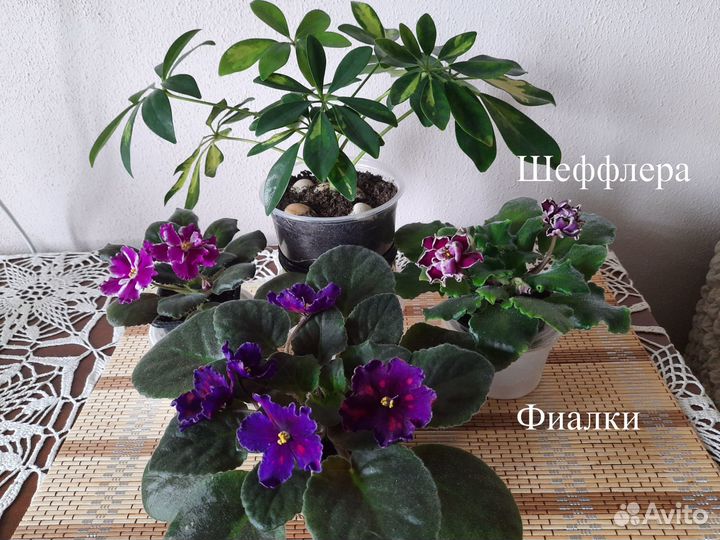 Комнатные цветы