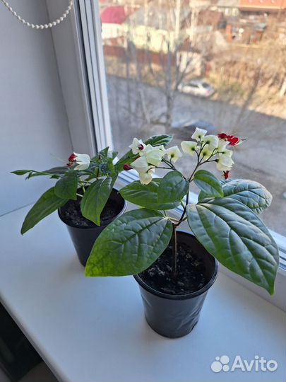 Клеродендрум черенки