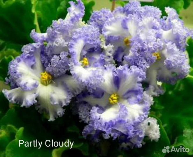 Детки сортовых фиалок