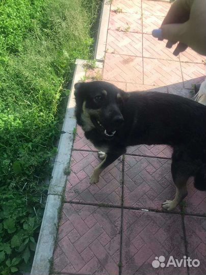 Собака в добрые руки