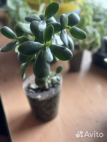 Толстянка,алоэ,мятный