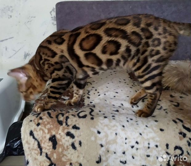 Бенгальские котята