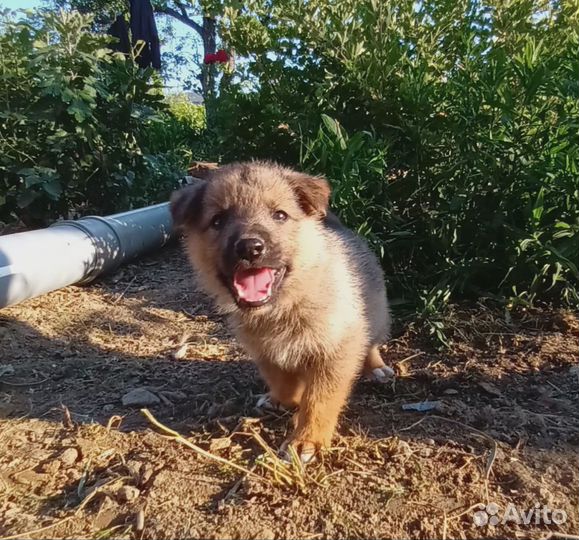Собака