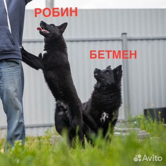 Собака бесплатно