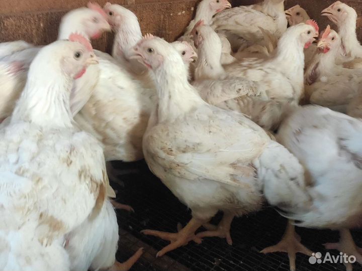 Мясо бройлера