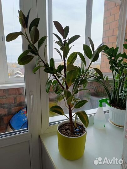 Фикус каучуконосный