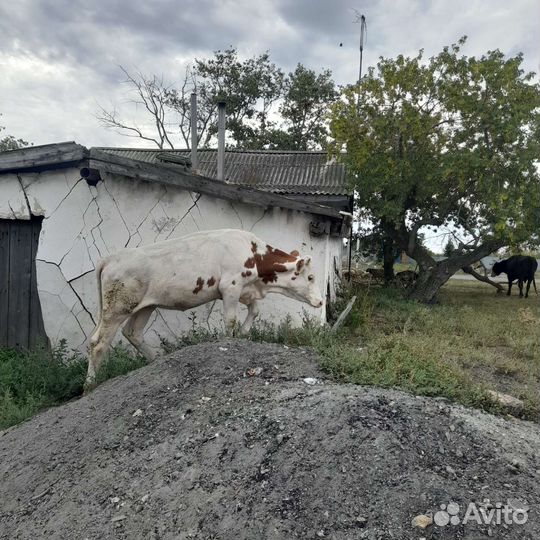 Продам телку 1 год 3 месаца