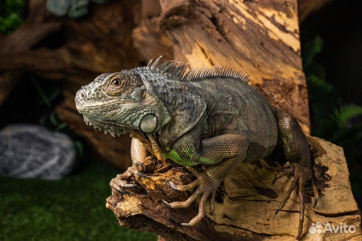 Отель передержка рептилий