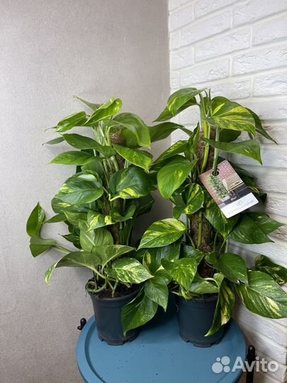 Эпипремнум комнатные цветы