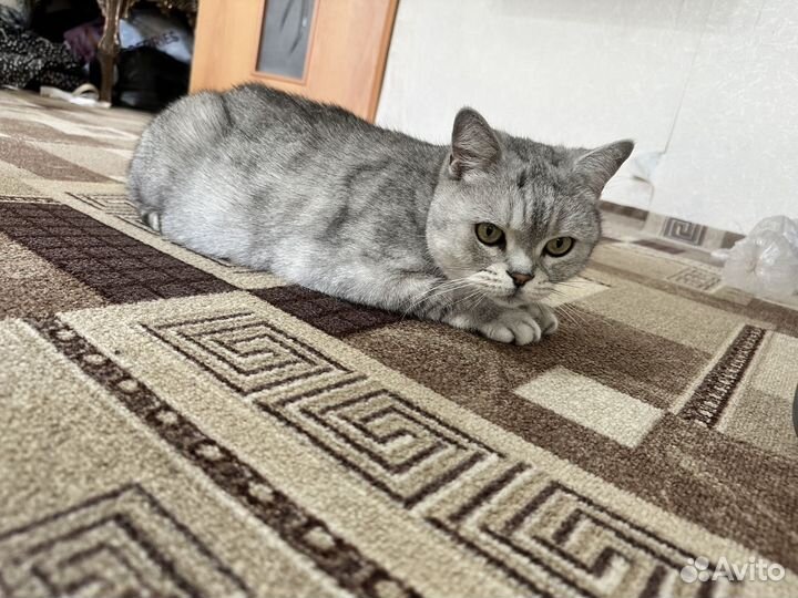 Котик взрослый в добрые руки