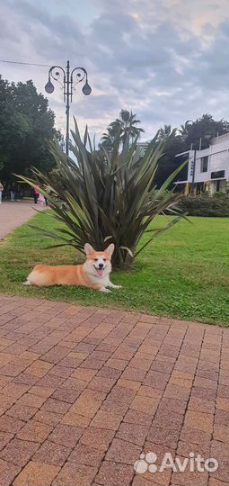 Собака для фотосессии корги