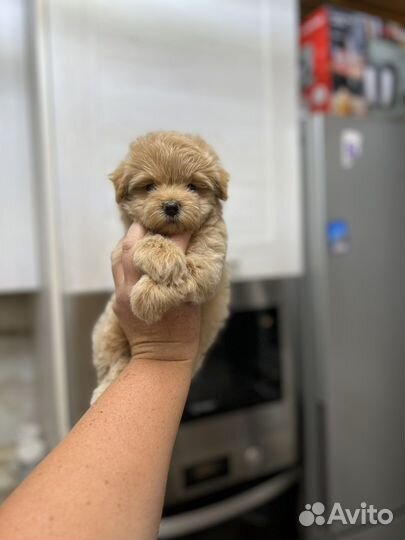 Мальтипу f1 mini и micro