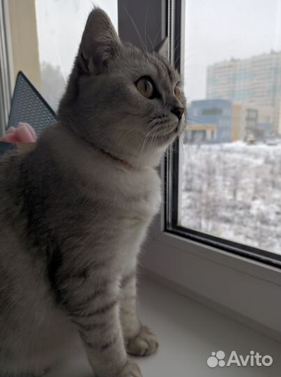 Передержка для кошек