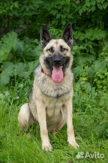 Метис восточноевропейской овчарки в добрые руки