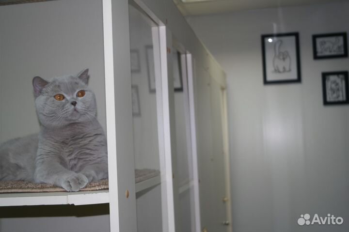 Гостиница для животных