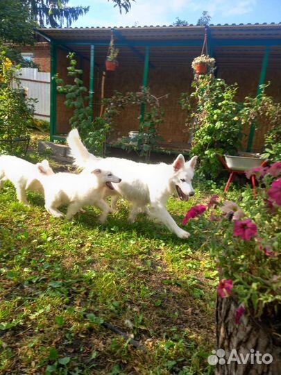 Щенки белой швейцарской овчарки