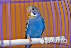 Продам волнистых попугаев,самки