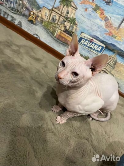 Донской сфинкс вязка