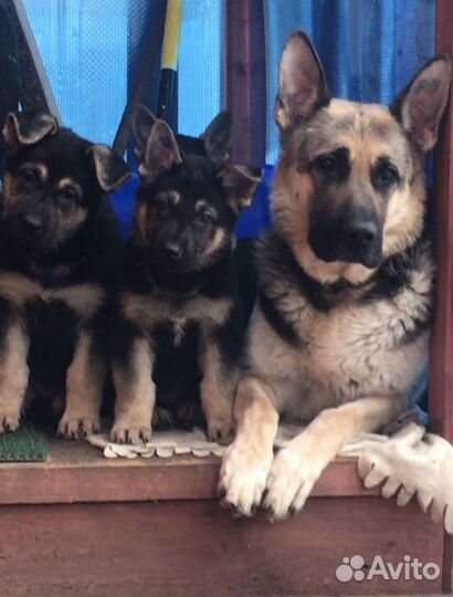 Щенки восточно-европейской овчарки