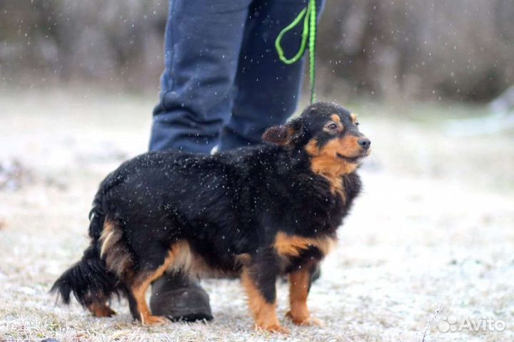 Собака в добрые руки отдам бесплатно