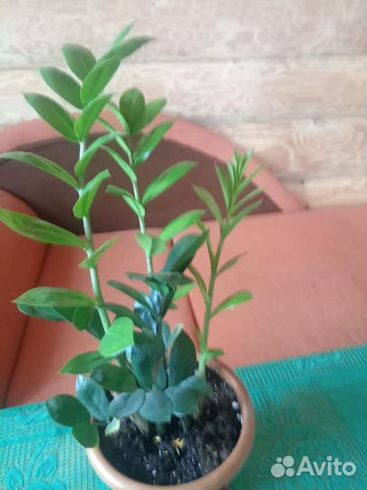 Комнатные цветы Замиокулькас