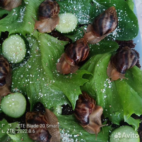 Улитки ахатины бесплатно