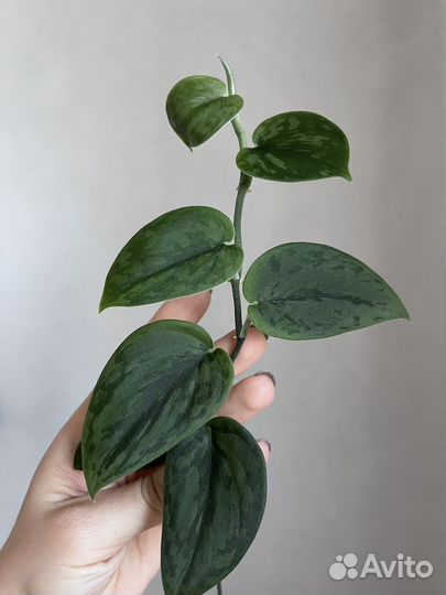 Сциндапсус арми грин